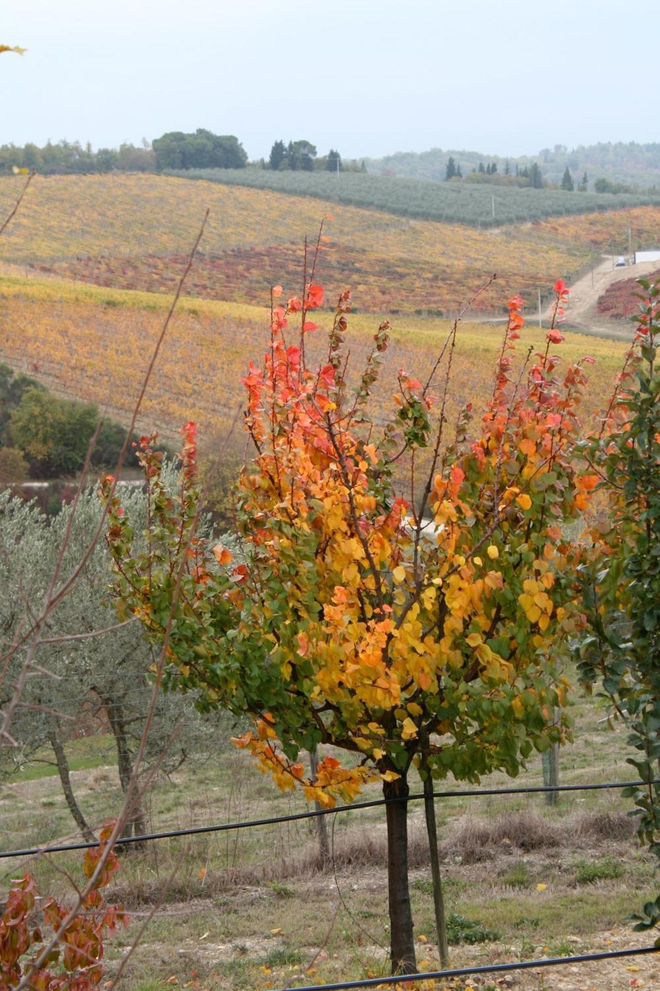 Le Terrazze Del Chianti B&B Residenza D'Epoca E Di Charme San Donato in Poggio Zewnętrze zdjęcie